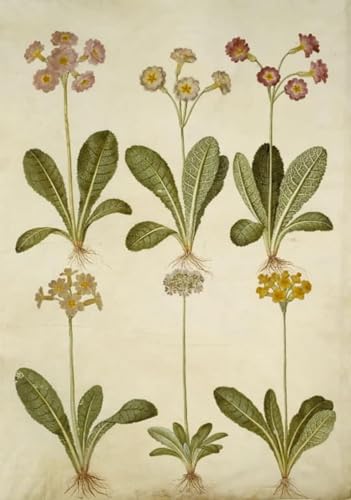 Affiches et Gravures Primula Veris Hans Simon Holtzbecker - Toile Décoration Salon 60x90cm