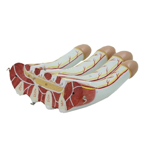 Modèles de muscles de la main AMITD jouets éducatifs anatomie et nerfs