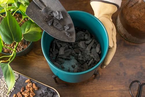 Image of Horticultural Charcoal for Potting Orchid /Succulent /Adenium /Terrarium, Ornamental Plants | Charcoal for Growing and Gardening Plants (2 KG)