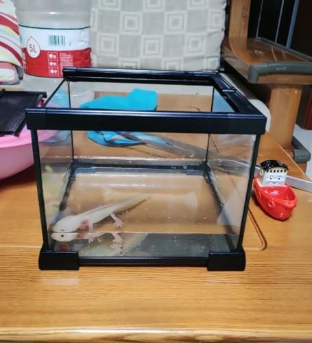Awxzom GLASS TANK FOR REPTILES Mini Reptile Glass Terrarium Tank, Cage For Tarantula Sling Geckos, Frog, Lizards, Chameleons,Turtles Snake Snail Insect Hermit Crab Isopods Reptiles Enclosure thumb #5
