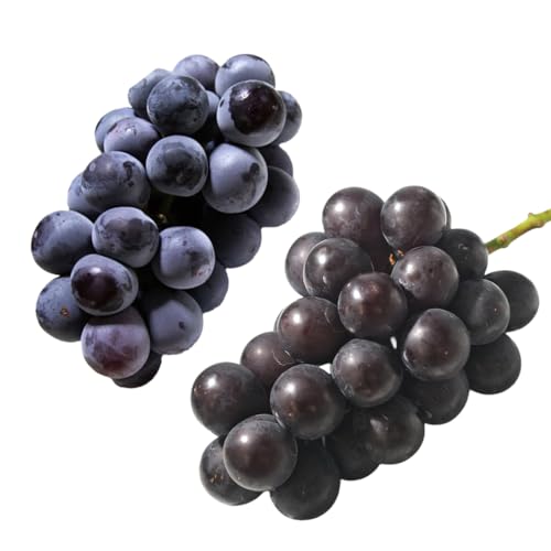 [ 桐箱入り ] ナガノパープル と ピオーネ (各1房)[2026年8月上旬発送開始](茨城県共通品:大子町) ぶどう 葡萄 マスカット フルーツ 果物 贈答用 ギフト 贈り物