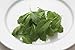 David's Garden Seeds Arugula Wasabi D3865 (Green) 500 Open Pollinated Seeds