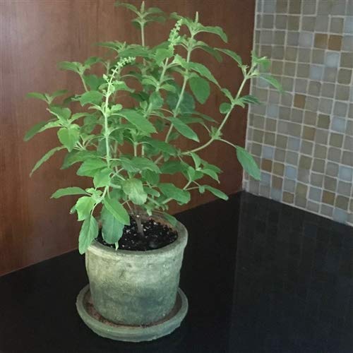 GreenBourne Live Krishna/Shyama Tulsi Herbal Plant With Pot (Big Plant) (B08P1RFR9W) Amazon Price History, Amazon Price Tracker