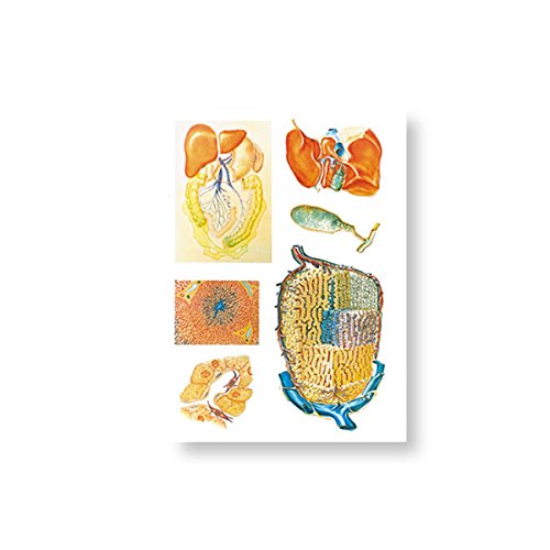 Tableau mural foie 3B Scientific V2022U grand format 84x118cm