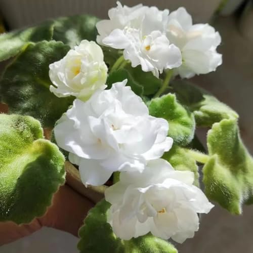 semi di violetta africana, resistenti per il giardino, resistenti di violetta africana, giardino, appartamento 250pcs