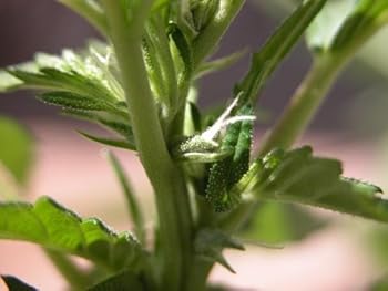 SeeMoreBuds Volume 2 - Growing Marijuana