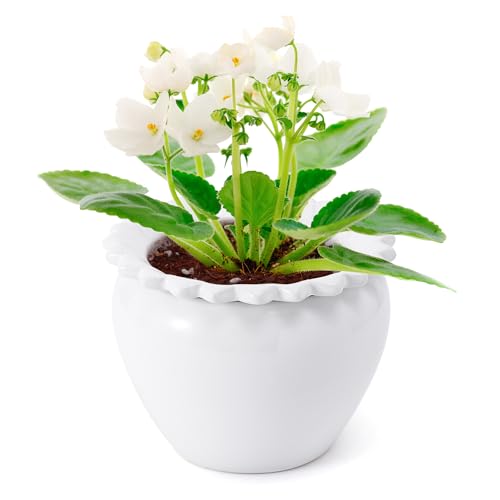 Lovely Ran Self Watering Plant Pot African Violet...