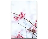 SIN-US 74 Himalaya Kirschblüten - Poster gerollt 90x60cm