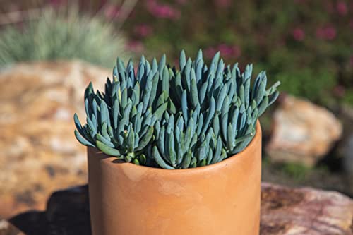 Succulents Plants Live Indoor Plants, Senecio Mandraliscae Live Houseplants, Live Succulents Live Plants Indoor Succulent Plants, Indoor Plant Real Succulents Plants House Plants By Plants For Pets #TOP4