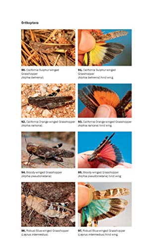 Field Guide To California Insects: Second Edition (Volume 111) (California Natural History Guides) #TOP4