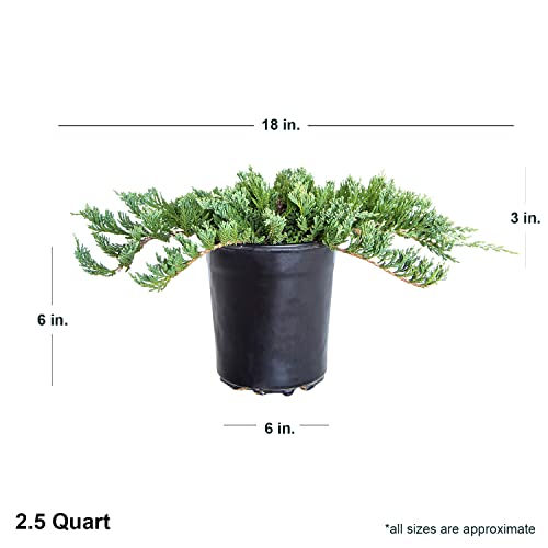 Blue Rug Juniper (2.5 Quart X 6) 6-Pack - Evergreen Ground Cover Plants Live - Dwarf Ornamental Conifer Shrub With Blue Green Foliage Drought Tolerant #TOP1