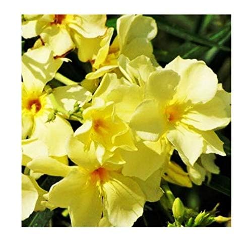 Charming Gronhus Live Kaner Yellow Double flower Plant With Pot |Decorative Outdoor Plant With Black Plastic Pot (B0CQ85QSZL) Amazon Price History, Amazon Price Tracker
