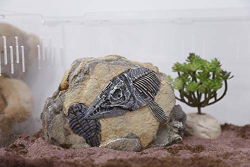 Reptiles-Amphibians Habitat-Hideouts Rock Aquarium-Decorations - Dinosaur Fish Bone Fossil Imitation Skull Model for Lizard Chameleon Tortoises Snake Spider Frog Gecko Praying - Thumbnail 6
