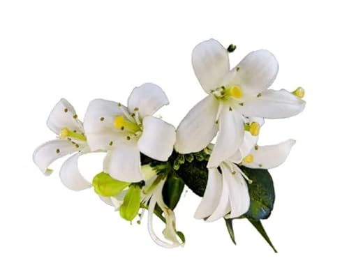 Muda de Dama Da Noite Bela e Perfumada