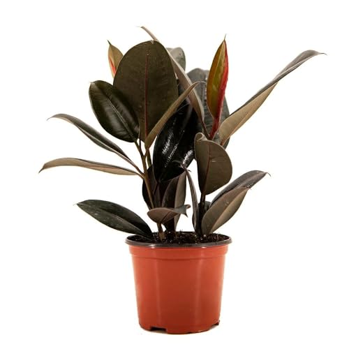 American Plant Exchange Burgundy Rubber Tree – 6-Inch with Pot