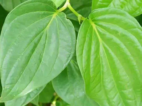 THE GREEN VIEW GARDENS Pan Betel Leaf (Big Size Leaf Paan) Live Healthy Plant (A0028) (B0CN6CYC9J) Amazon Price History, Amazon Price Tracker