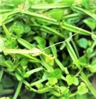 S&A HADJODE ASPARAGUS NALLERU AYURVEDIC & ORGANIC HELTHY LIVE PLANT (B0B4HG1VHG) Amazon Price History, Amazon Price Tracker
