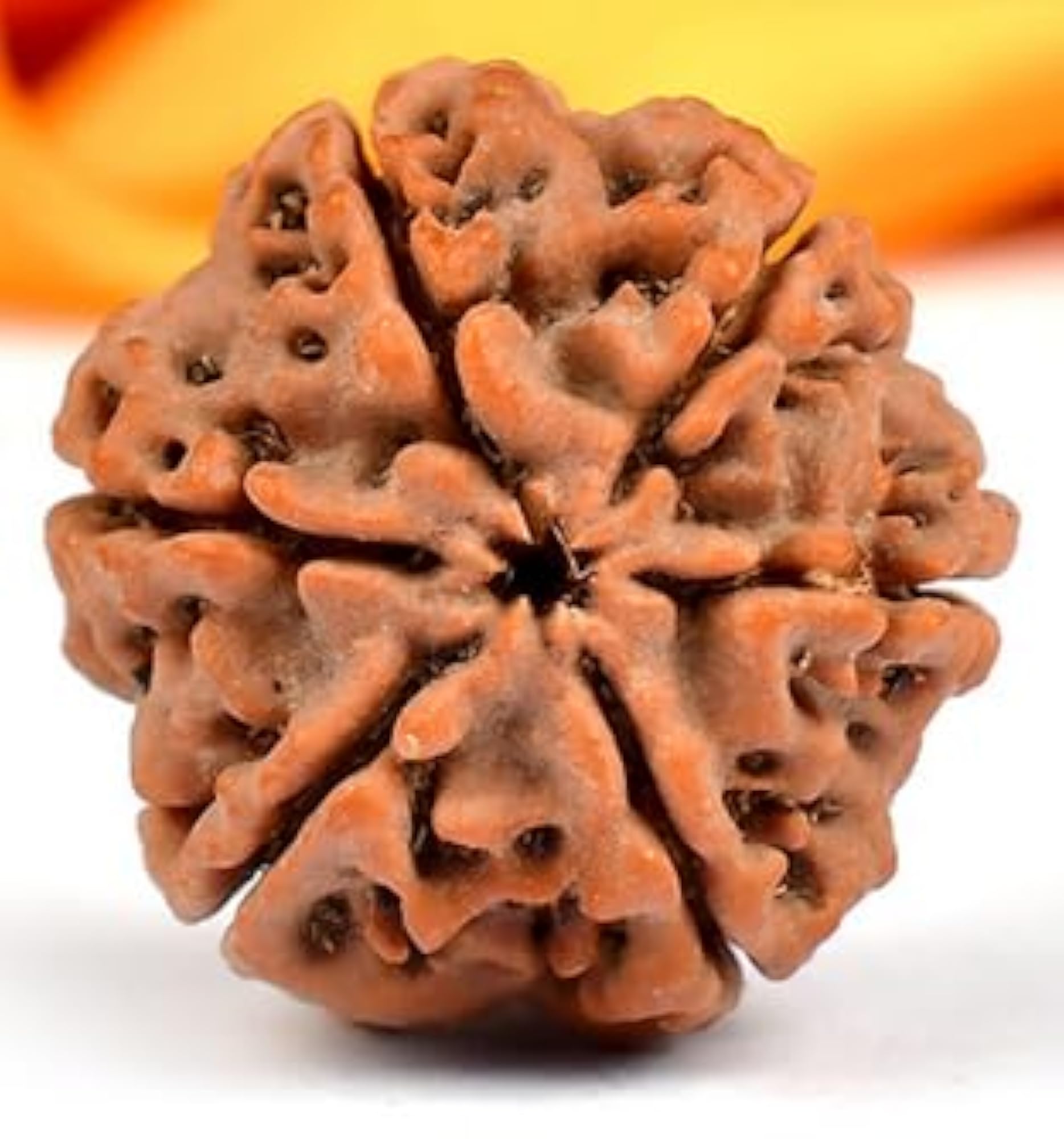 Natural Six Face Rudraksha Round Shaped Beads, Lab Certified