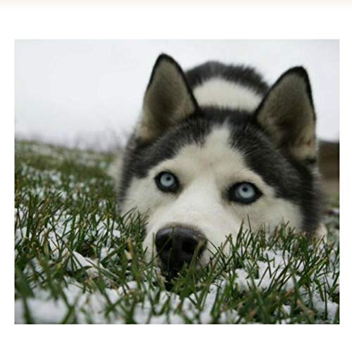 Preisvergleich Produktbild Puzzle 1000 Teile Schneegras Husky Lernspielzeug Für Erwachsene Zur Freizeitunterhaltung Für Kinder