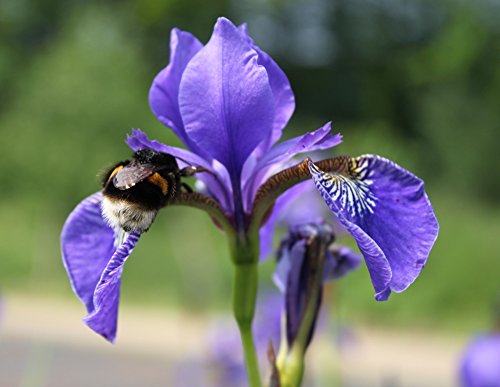 2er-Set - Iris laevigata - asiatische Sumpfschwertlilie - Sumpfiris, blau - Wasserpflanzen Wolff