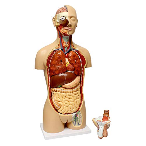 MonMed Human Torso Model โ Life Size Human Body Model Anatomy Doll with Removable Organs 3D Human Organ Model MonMed Human Torso Model โ Life Size Human Body Model Anatomy Doll with Removable Organs 3D Human Organ Model