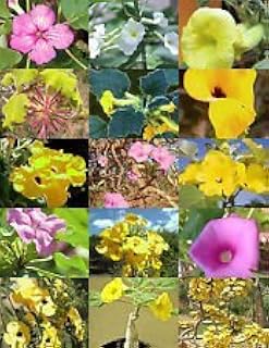 Uncarina Variety Mix, magadascar Pflanze Caudex Sukkulenten Wüste Bonsai 50 Samen: Only Seeds