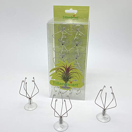 Tillandsiart 10 Pack Vertical Air Plant Holder (Suction Cup, Stainless