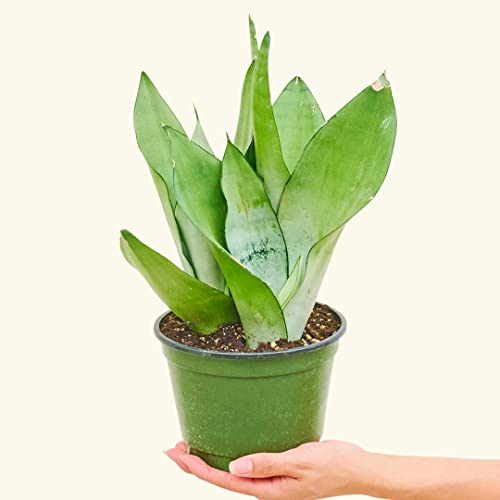 Moonshine Snake Plant - Sansevieria Trifasciata 'Moonshine' | Live, Easy Houseplant (6-Inch Pot) #TOP1