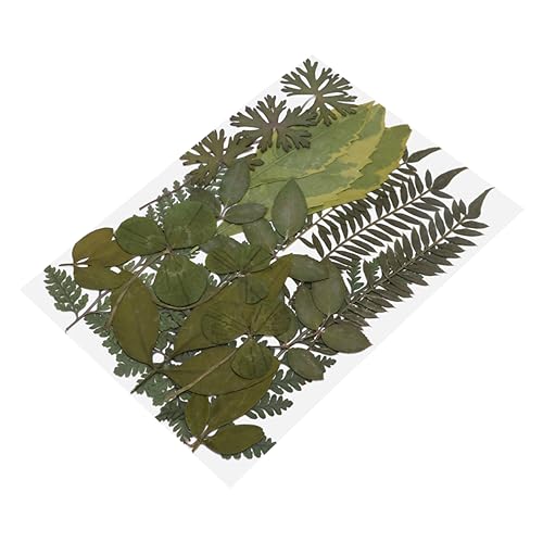 VILLCASE 3 Peças De Material Artesanal Espécime De Planta Flores Prensadas Flores De Resina Folhas S