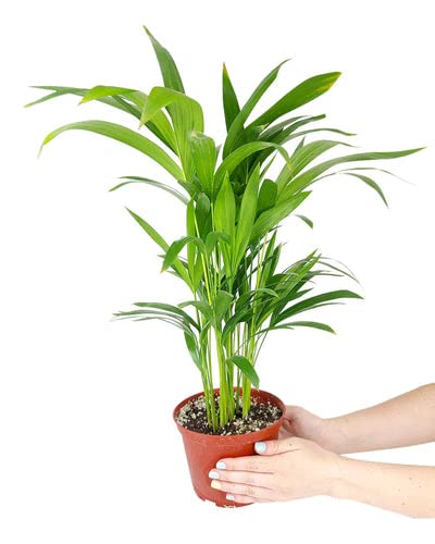 Areca Palm (6" Grower Pot) - Dypsis Lutescens - Air-Purifying Indoor Plant - Live Healthy Houseplant for Home and Office Decor Areca Palm (6" Grower Pot) - Dypsis Lutescens - Air-Purifying Indoor Plant - Live Healthy Houseplant for Home and Office Decor