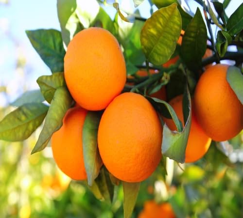100pcs Orange Fruit Seeds