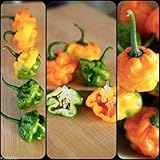 Scotch Bonnet Pepper Seeds - Authentic Jamaican, NOT Yellow Or Orange Habanero (100 Seeds)
