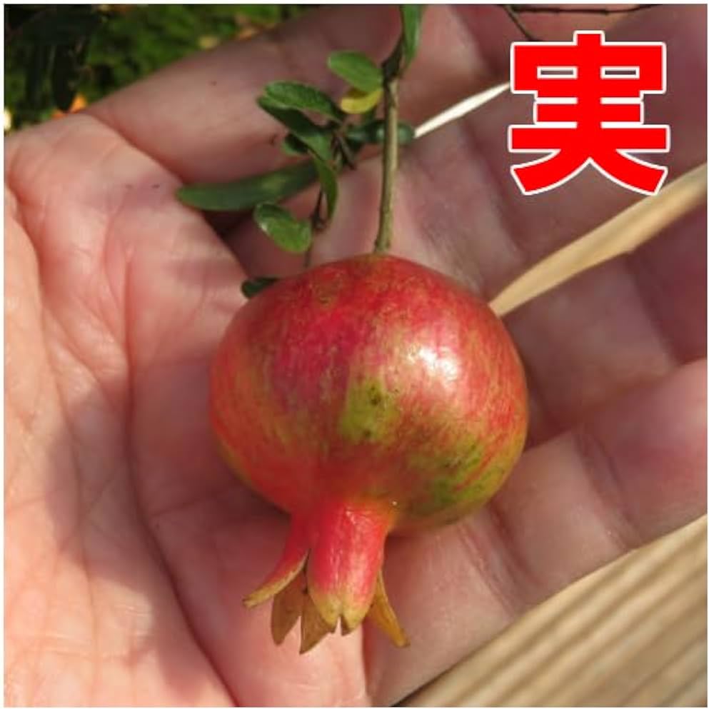 柘榴のある静物 Amazon.co.jp: 姫ザクロ （プニカ） アルハンブラ 6号鉢 (直径