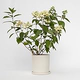 Zoom IMG-1 plant in a box ortensia Zoom IMG-1 plant in a box ortensia