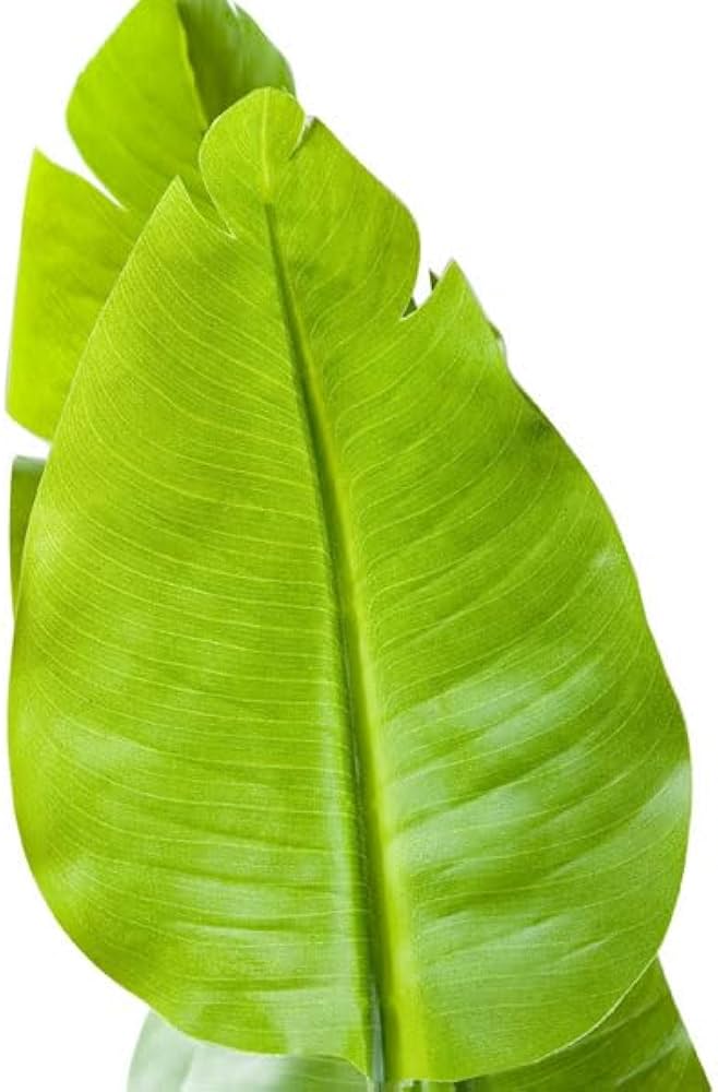 Amazon｜ニトリ(NITORI) フェイクグリーン トラベラーズパーム 130cm