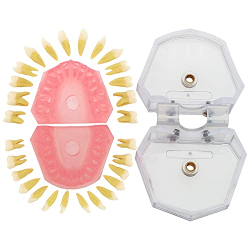 Dentalmall Dental Demonstration Teeth Model - Standard Study Teaching Dental Mode With All Removable Teeth #4004 Silica Gel Material Soft And Bendable Teeth Typodonts #TOP1