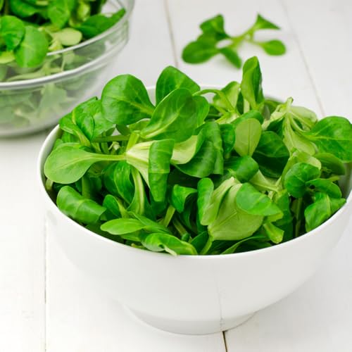 lattuga d'agnello invernali, orto resistente da appartamento esotiche da orto rialzate rare e resistenti in vaso Coltivare verdi semi di rampicanti semi 500semi