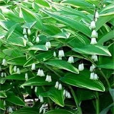 15 SOLOMONS SEAL Polygonatum Canaliculatum Flower Seeds