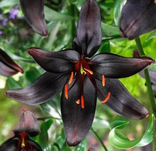 no.0022 王冠のランタン梟とBlack night flower Amazon.com : Pretty Flowering Perenials, Queen of the Night Lily