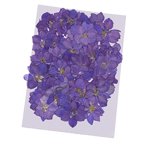 50 flores secas reales de delphinium para manualidades miniatura 5