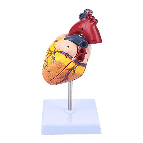 LBYLYH Physa Humano CORAZÓN Anatómico Maqueta Anatómica Modelo 3D Funciones de anatomía cardíaca de tamaño Natural, Muy Rico en Detalles, plástico