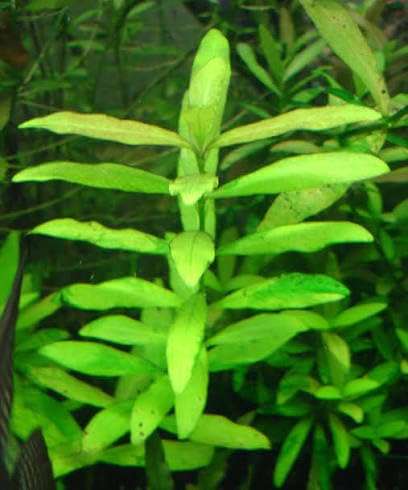 Hygrophila Temple Plant Freshwater Aquatic Plant Premium Aquarium Decoration for Fish Tank (3 Healthy Live Plant)-picture-19