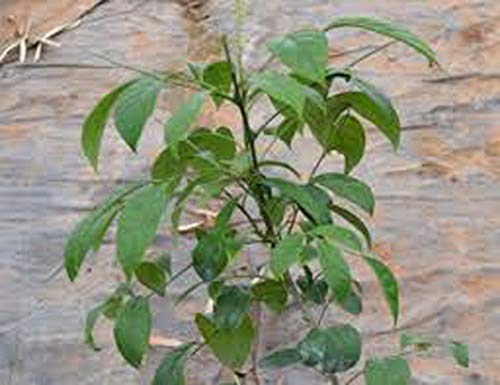 Plants Point Rare Dwarf" PAN MASALA" Plant - 1 Healthy Plant (B07JQ5RC3Q) Amazon Price History, Amazon Price Tracker