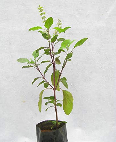 MVKR Live Tulsi mata plant- With polybag (B08Y96VL8J) Amazon Price History, Amazon Price Tracker