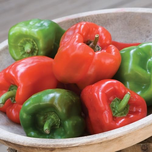 Sweet Pepper 'Sweet Crispy' F1 Medium-Sized Red Peppers with Thick Walls and Sweet Flavour Approx 10 Seeds Ideal for Greenhouse or Patio Growing by Thompson and Morgan