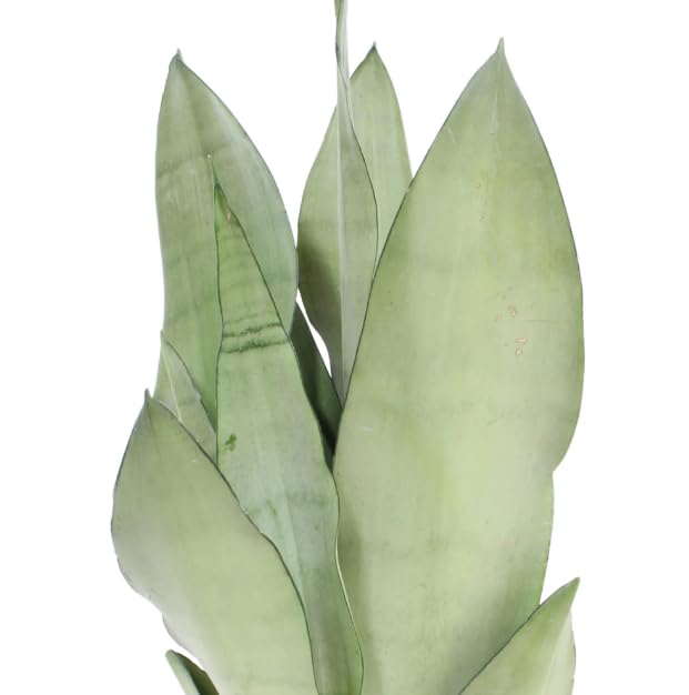 Planta Suculenta Sansevieria Moonshine Natural Exotismo y Facilidad de Cuidado