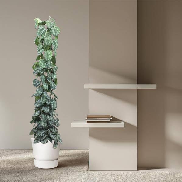 Scindapsus Pictus Trebie Support en maille 160 cm Ø 27 cm