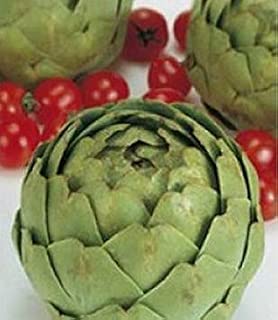 Amazon.es: Totexa - Jardinería: Jardín