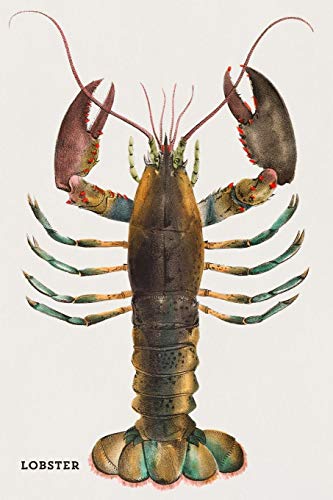 Lobster: Journal To Write In, 100 Blank Ruled Pages, 6x9 Unique Diary, Composition Book, Vintage Illustrated Cover Paperback – 4 Jun. 2019