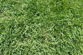 Zoysia Grass Seeds, Thick Soft Lawn, Low-Maintenance Summer Grass, 20,000 Seeds